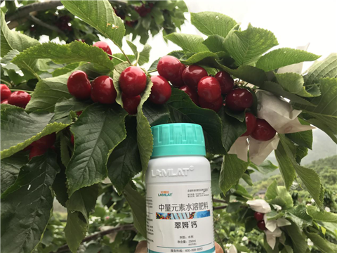 水溶肥，拉姆拉，翠姆