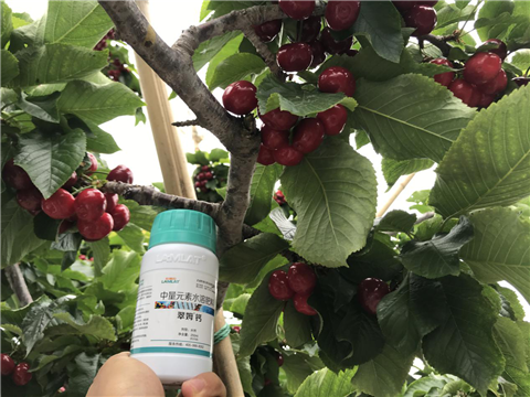 水溶肥，拉姆拉，翠姆