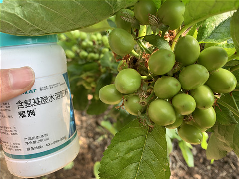 氨基酸水溶肥，拉姆拉，翠姆