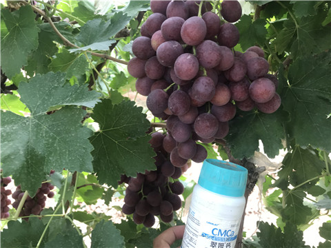 鈣肥，拉姆拉，翠姆