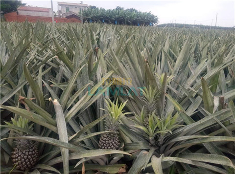 水溶肥，拉姆拉，翠姆