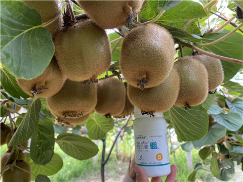 硼肥，拉姆拉，翠姆