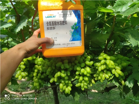 生根劑，拉姆拉，翠姆