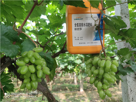 生根劑，拉姆拉，翠姆