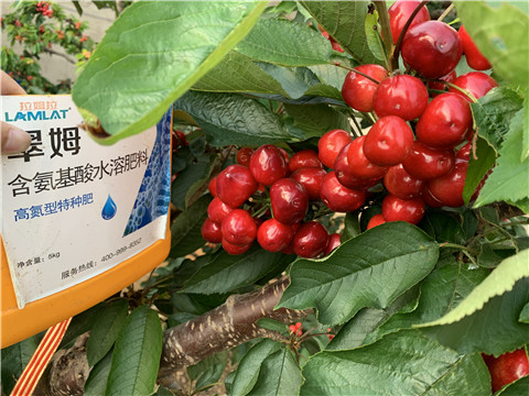 水溶肥，拉姆拉，翠姆