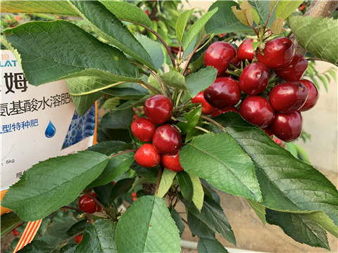 水溶肥，拉姆拉，翠姆