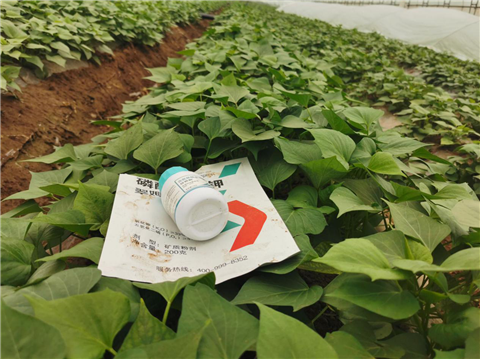 水溶肥，拉姆拉，翠姆