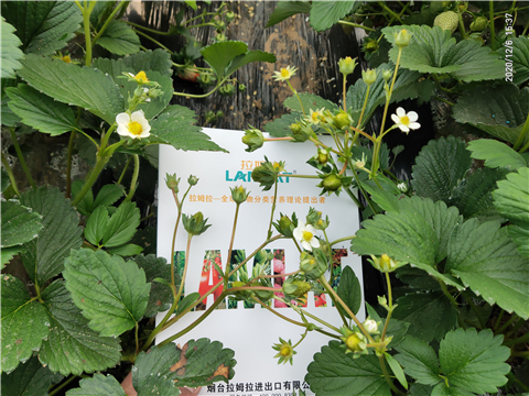 水溶肥，拉姆拉，翠姆