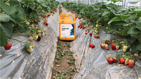 水溶肥，拉姆拉，翠姆