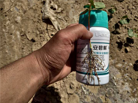 水溶肥，拉姆拉，翠姆