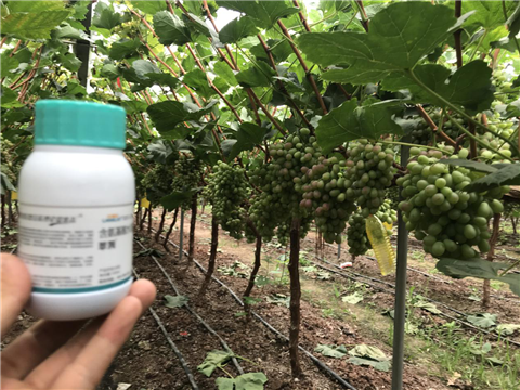 水溶肥，拉姆拉，翠姆