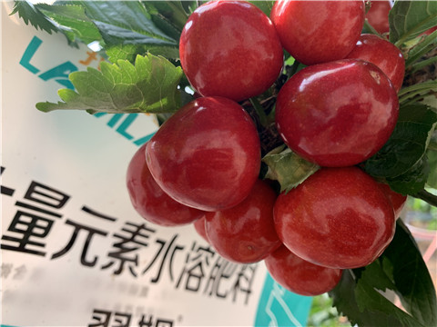 大量元素水溶肥，拉姆拉，翠姆