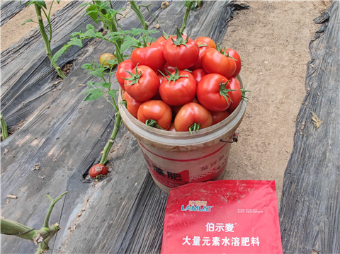 水溶肥，拉姆拉，伯示麥