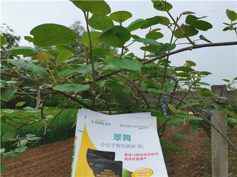 小分子有機(jī)碳，拉姆拉，翠姆