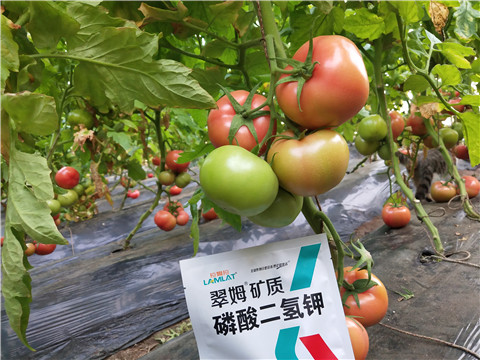 磷酸二氫鉀，拉姆拉，翠姆