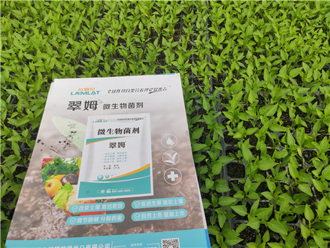 水溶肥，拉姆拉，翠姆