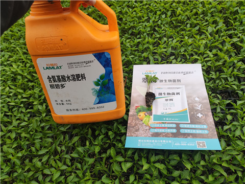 水溶肥，拉姆拉，翠姆