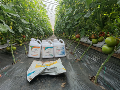 水溶肥，拉姆拉，伯示麥 