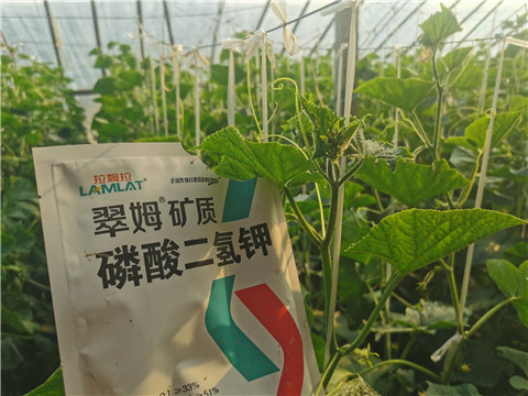 水溶肥，拉姆拉，翠姆