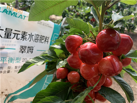 水溶肥，拉姆拉，翠姆