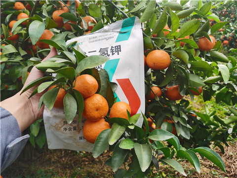 葉面肥，拉姆拉，翠姆