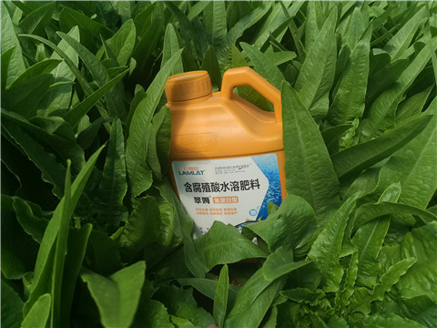 沖施肥，拉姆拉，翠姆