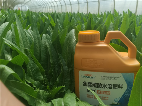 沖施肥，拉姆拉，翠姆