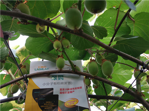 水溶肥，拉姆拉，翠姆