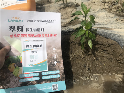 辣椒，拉姆拉，翠姆