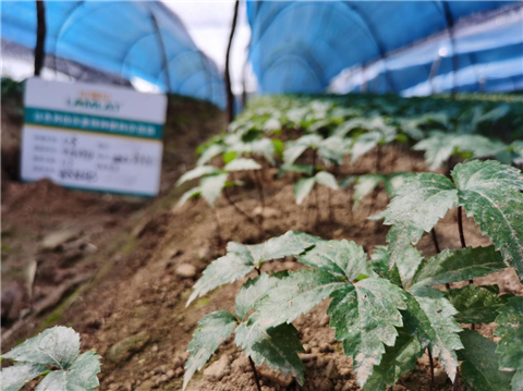 水溶肥，拉姆拉，翠姆