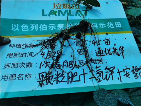 水溶肥，拉姆拉，翠姆