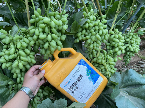 生根劑，翠姆，拉姆拉