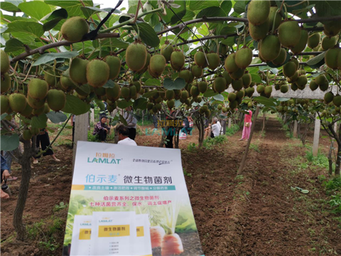 生根劑，翠姆，拉姆拉