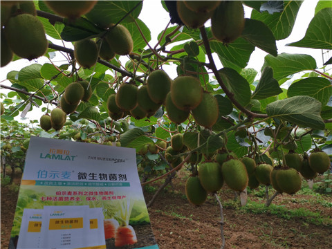 水溶肥，伯示麥，拉姆拉