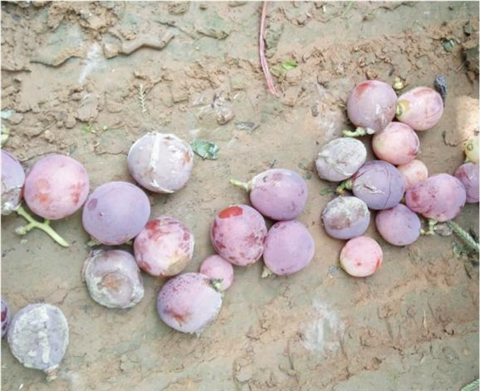 水溶肥，翠姆，拉姆拉