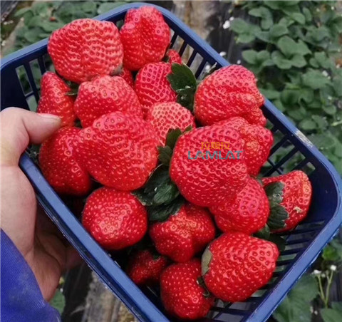 鈣肥，翠姆，拉姆拉