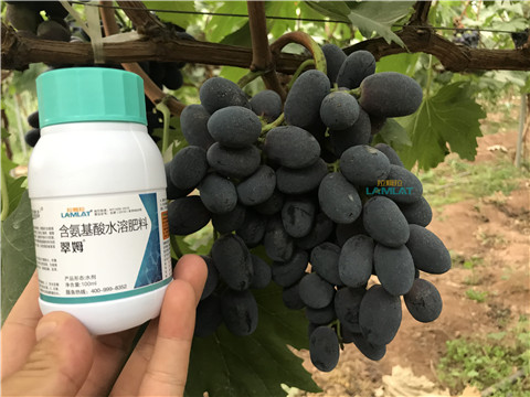 鈣肥，翠姆，拉姆拉