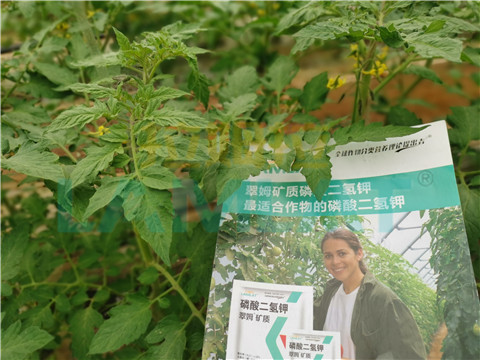 水溶肥，翠姆，拉姆拉