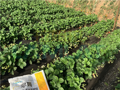 水溶肥，翠姆，拉姆拉