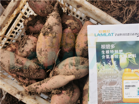 水溶肥，拉姆拉，翠姆