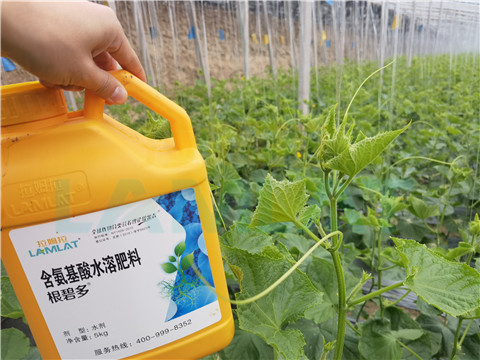 生根劑，拉姆拉，翠姆