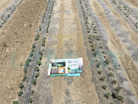 水溶肥，拉姆拉，翠姆