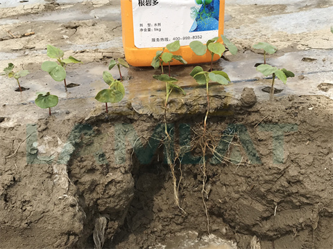 水溶肥，拉姆拉，翠姆