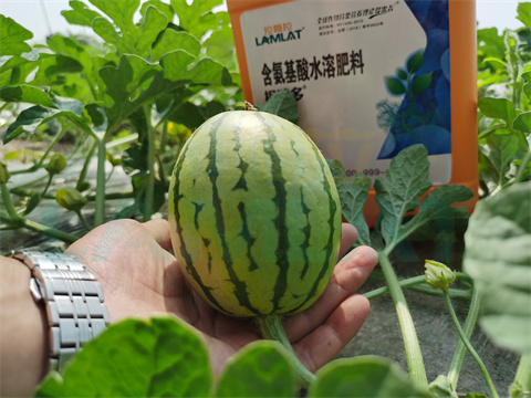 水溶肥，拉姆拉，翠姆