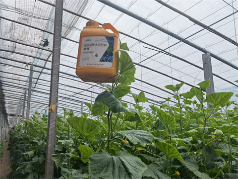 水溶肥，翠姆，拉姆拉