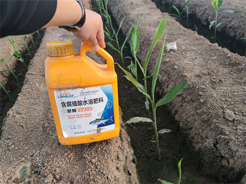魚(yú)蛋白水溶肥,翠姆,大姜 魚(yú)蛋白水溶肥,翠姆,大姜