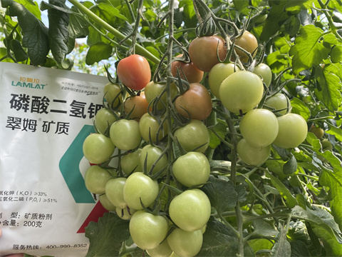 磷酸二氫鉀,翠姆,拉姆拉水溶肥 磷酸二氫鉀,翠姆,拉姆拉水溶肥