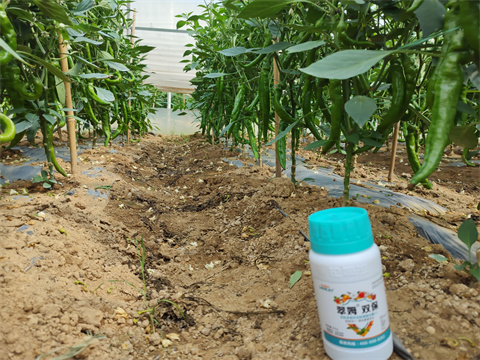 水溶肥品牌,翠姆,辣椒種植 水溶肥品牌,翠姆,辣椒種植