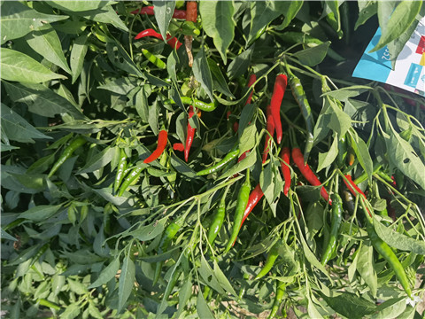 水溶肥,翠姆,辣椒水溶肥 水溶肥,翠姆,辣椒水溶肥