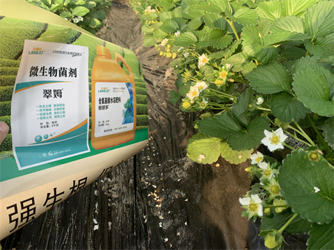 水溶肥價格，翠姆，草莓水溶肥